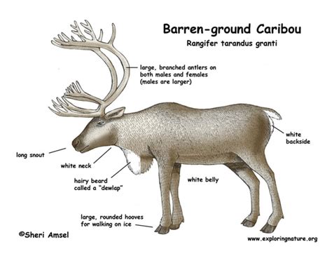 Do caribou points expire. Things To Know About Do caribou points expire. 